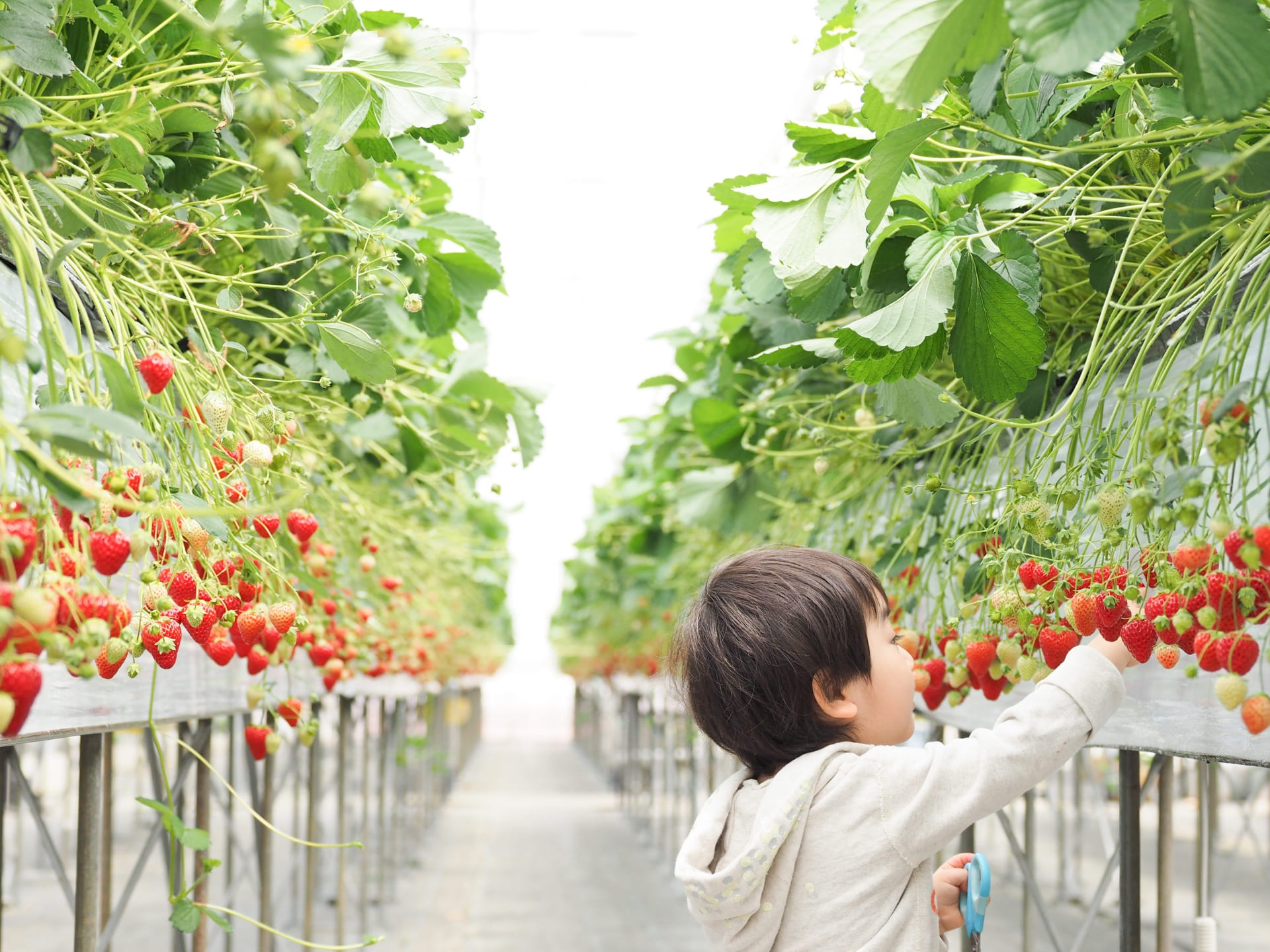 子供がいちご狩りをする様子